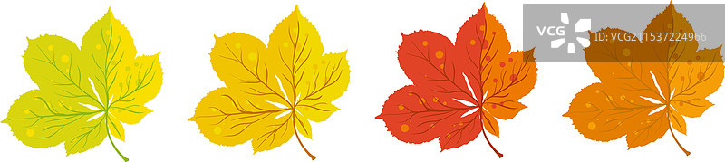 秋天的栗子树叶呈现黄色、红色和橙色图片素材