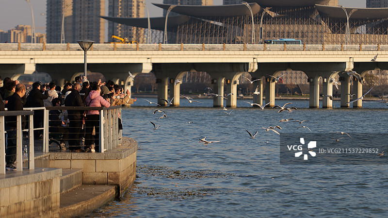 蠡湖大桥公园喂食海鸥的人群图片素材