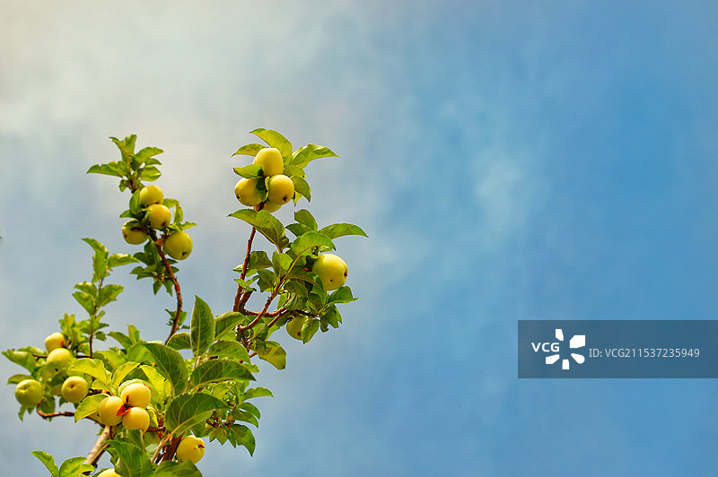 蓝天下的黄色苹果树枝图片素材