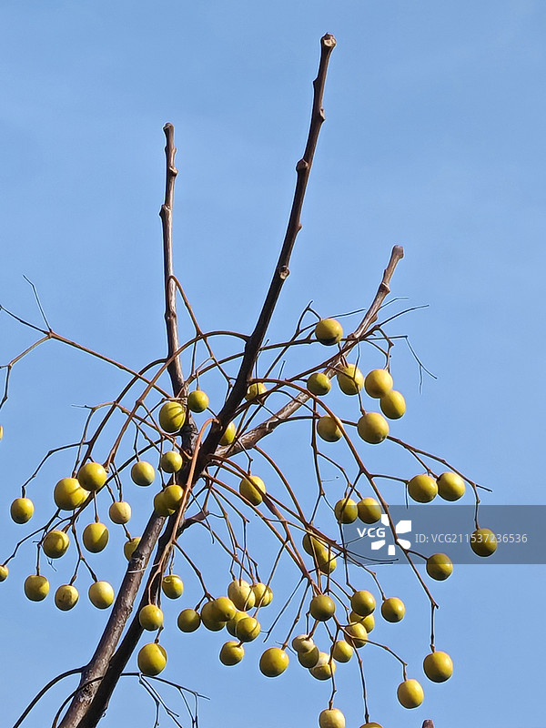 金铃子图片素材
