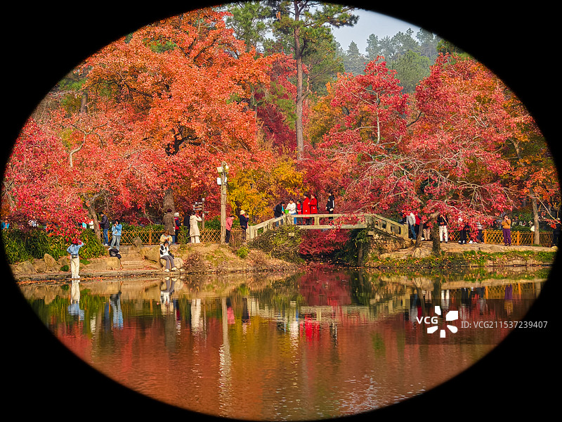 天平山红枫景观图片素材