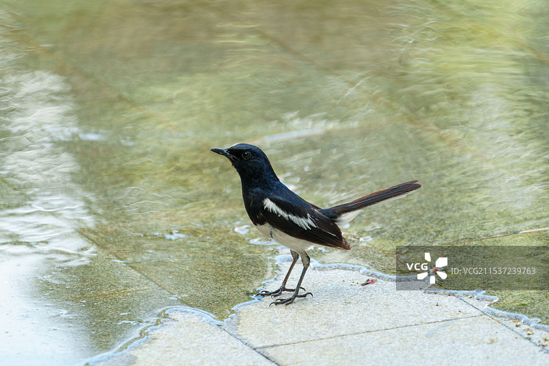 城市中的白鹡鸰图片素材