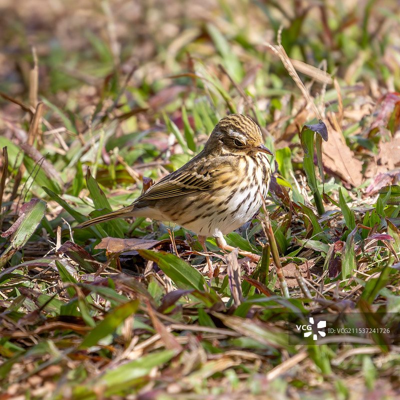 树鹨 特写图片素材