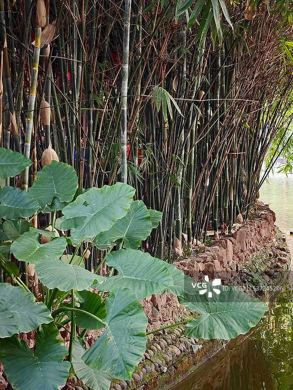 冬日暖阳下的成都人民公园图片素材