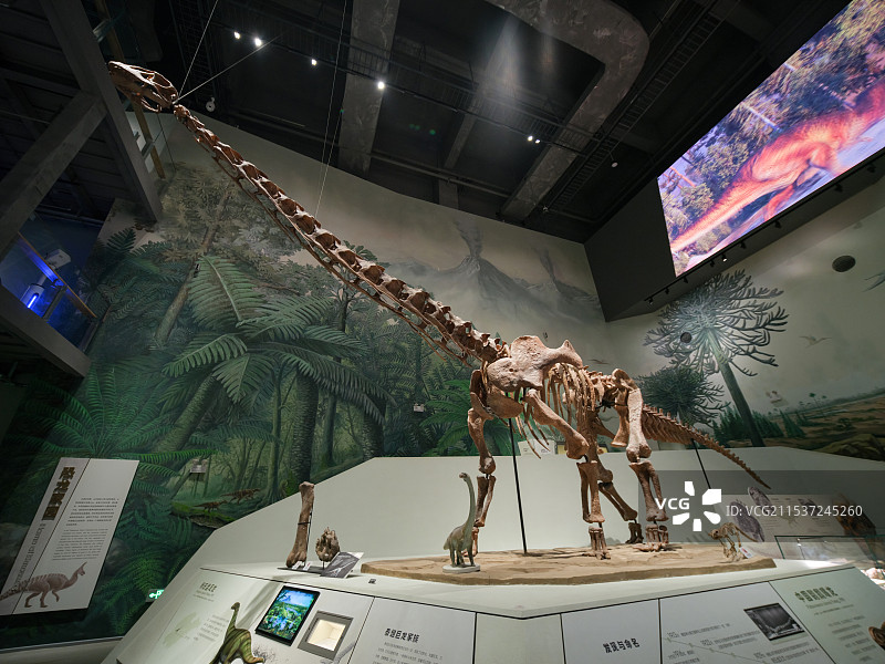 师氏盘足龙 早白垩纪（距今约1.25亿年） 山东新泰 山东博物馆“山东龙-穿越白垩纪”展图片素材