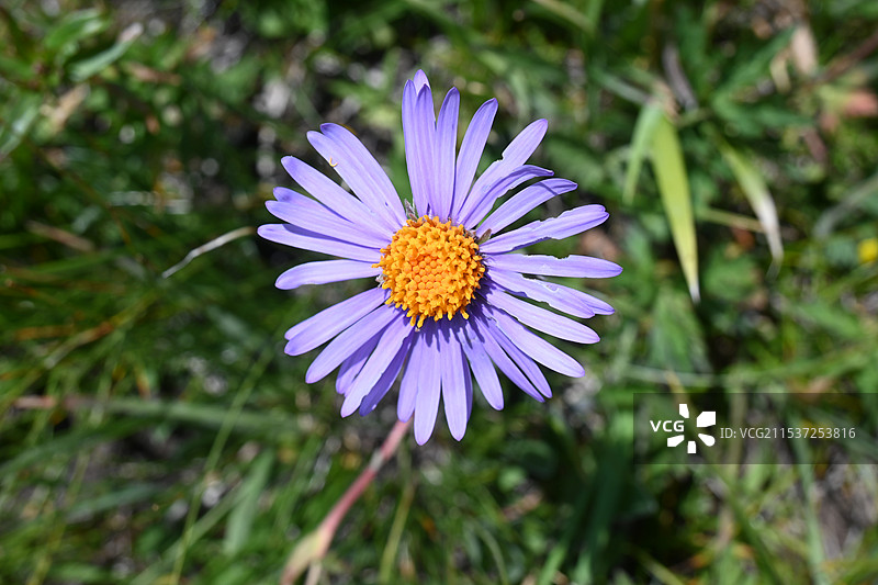 热情绽放的野花图片素材