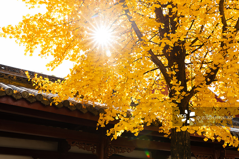 归元寺银杏图片素材