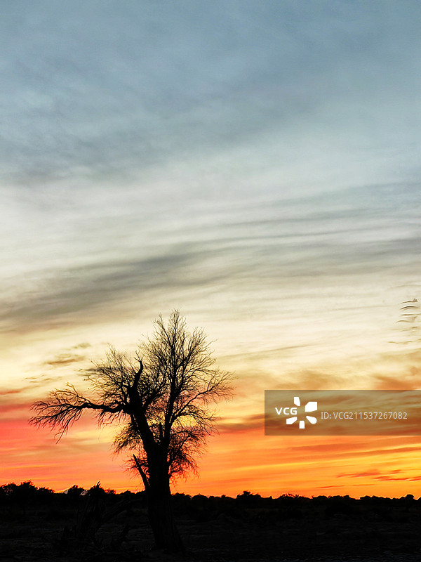 夕阳下的胡杨图片素材