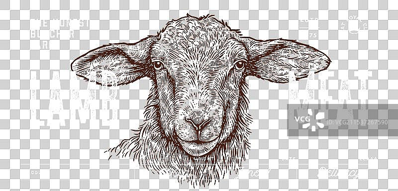 羊羔 羊肉 复古印刷图片素材