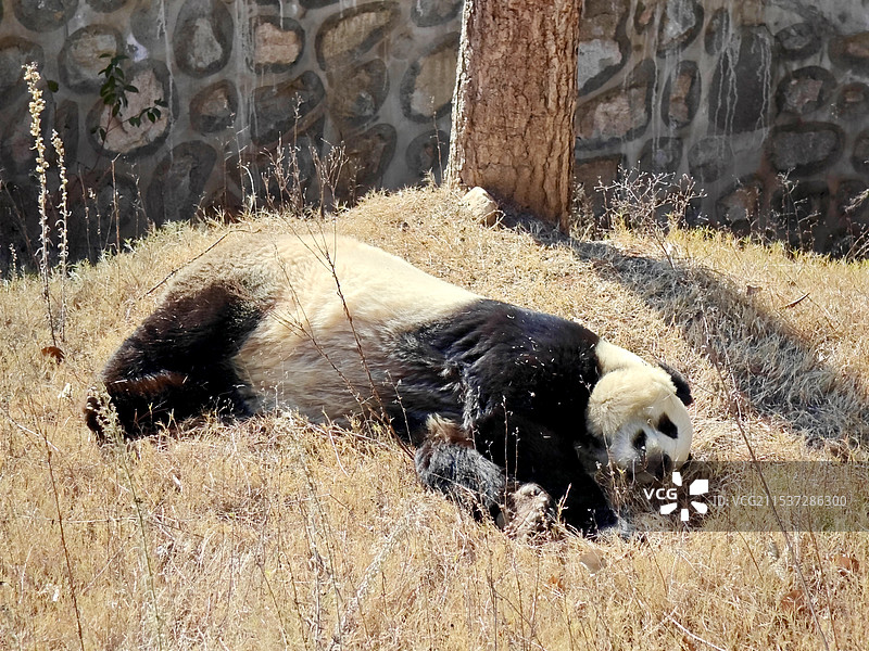 佛坪熊猫基地-睡神秦韵图片素材