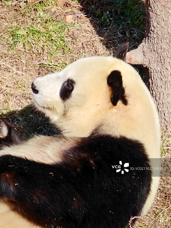 佛坪熊猫基地-戏精党生图片素材