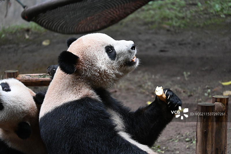 大熊猫图片素材