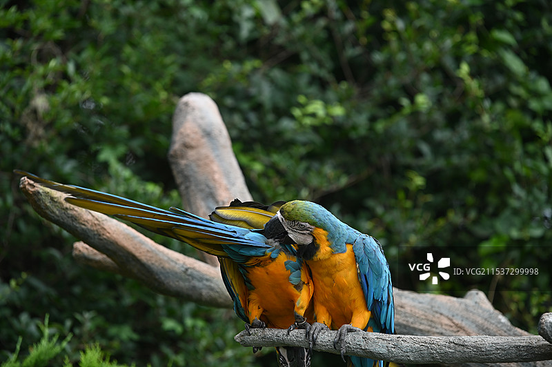 青岛森林野生动物世界图片素材