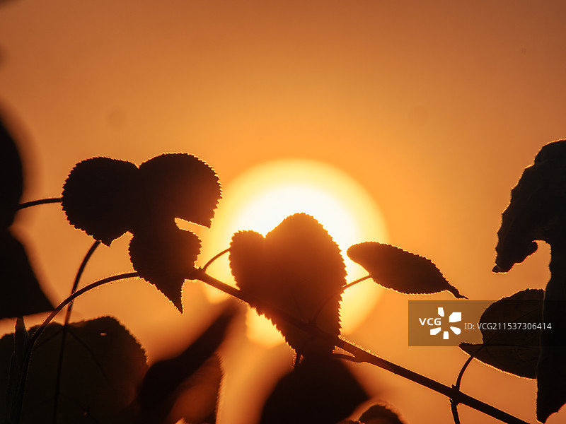 秋日暖阳下的金叶图片素材