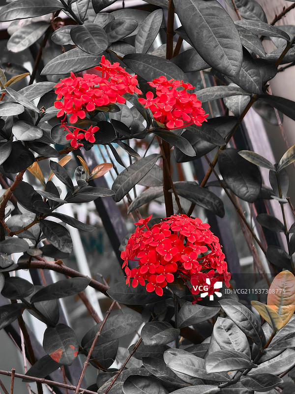 路边的龙船花图片素材