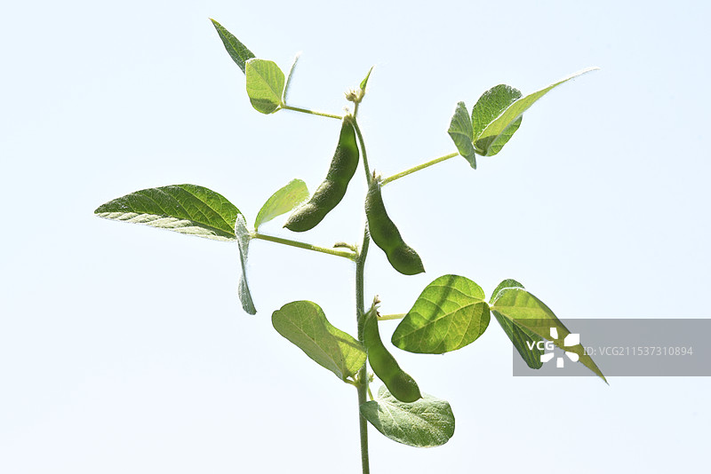 生长中的黄豆豆苗豆荚图片素材