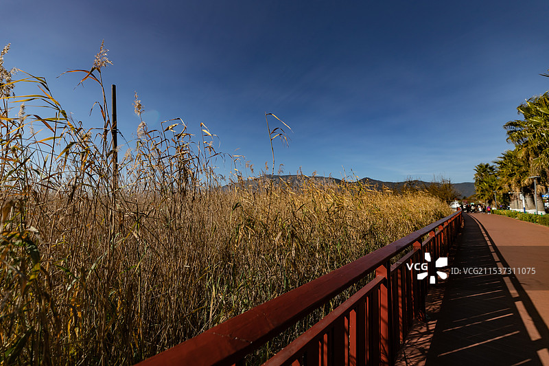 秋季芦苇木板路图片素材