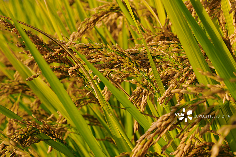 金黄的水稻图片素材