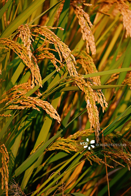 金黄的水稻图片素材