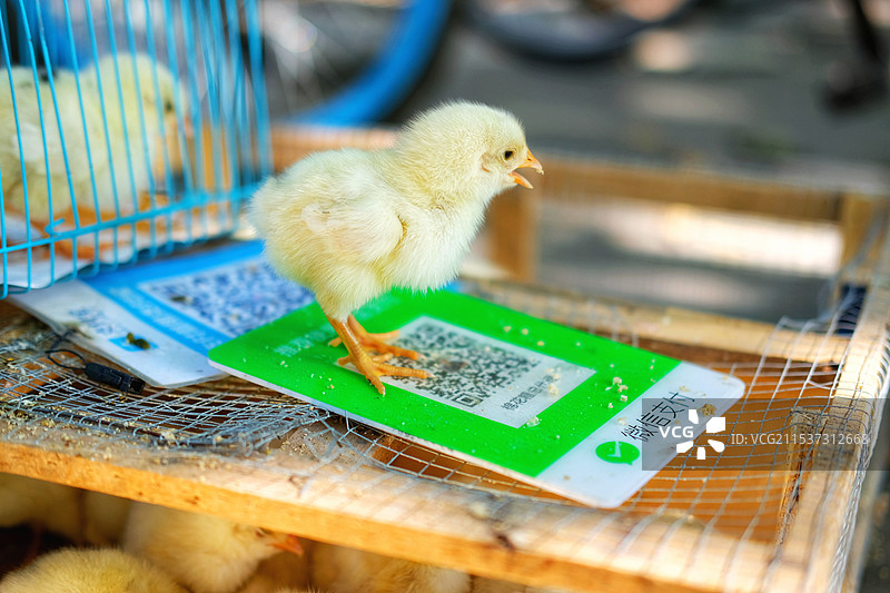 城市街头被贩卖的小鸡。二维码图片素材