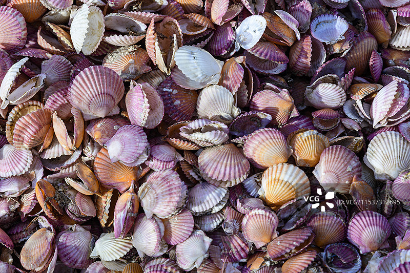 扇贝贝壳图片素材