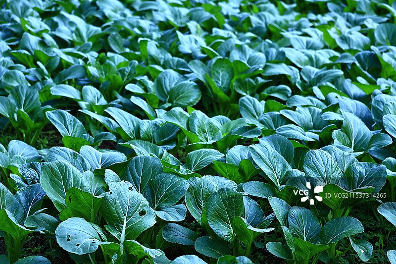 菜地图片素材