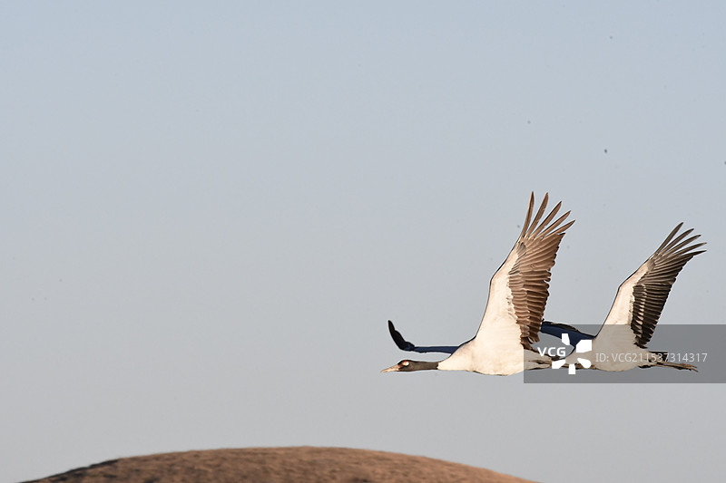 昭通大山包黑颈鹤飞翔特写镜头图片素材
