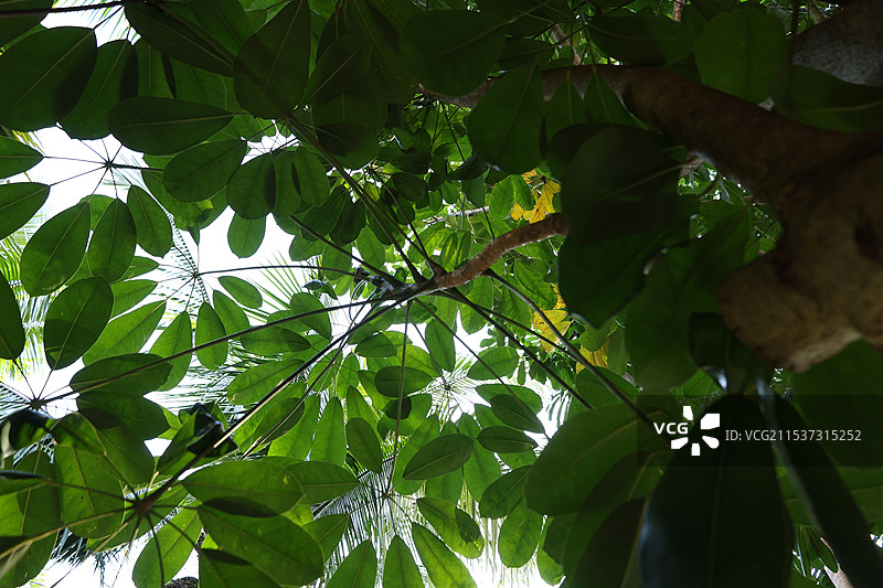 海南省三亚市亚龙湾热带雨林，植物，发财树图片素材