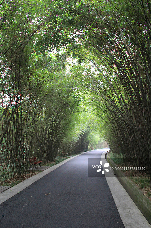 成都大熊猫基地图片素材