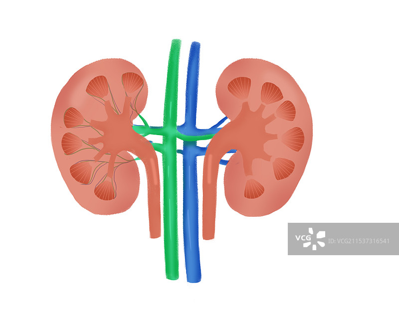 肾脏图片素材
