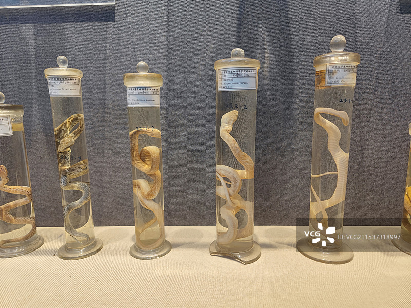北京大学生物标本馆展出的蛇标本图片素材