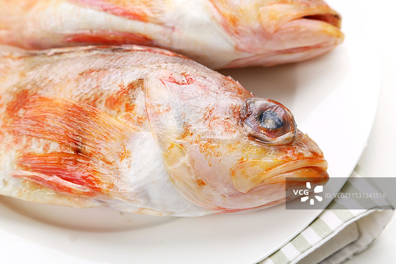 新西兰红鲈鱼图片素材