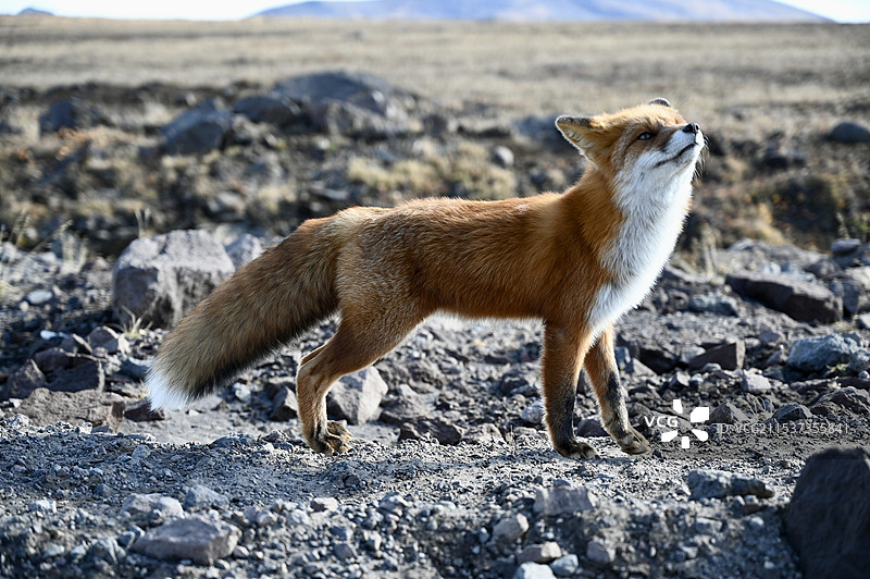 小狐狸图片素材