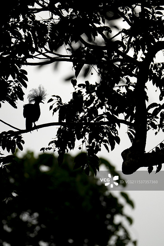 西方冠鸠图片素材