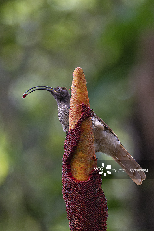 黑嘴镰嘴鸟，德雷帕诺尔尼斯·阿尔贝尔蒂西图片素材
