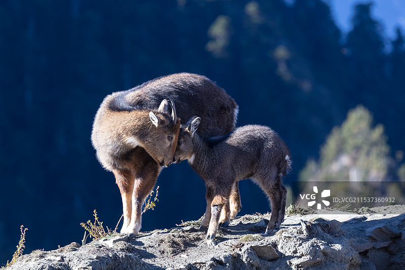 西藏山南卡久寺的喜马拉雅斑羚图片素材