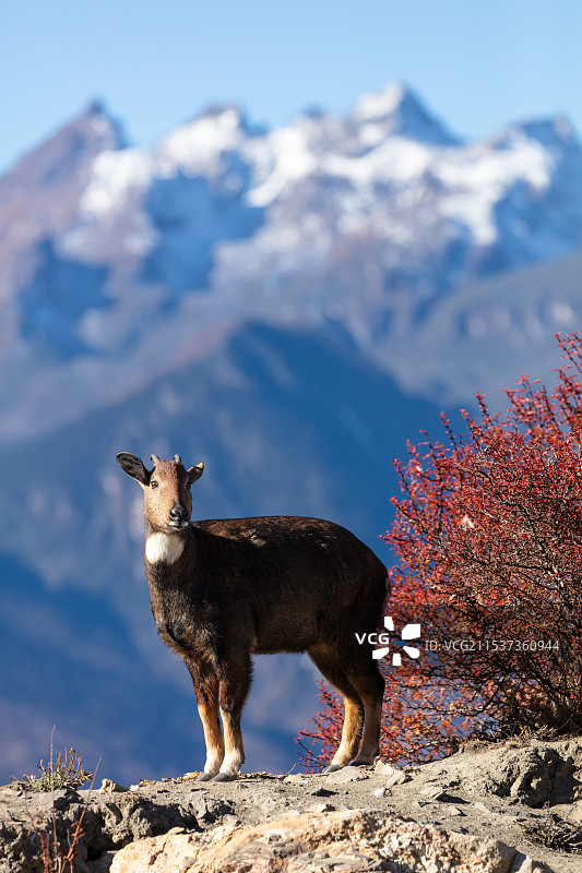 西藏山南卡久寺的喜马拉雅斑羚图片素材