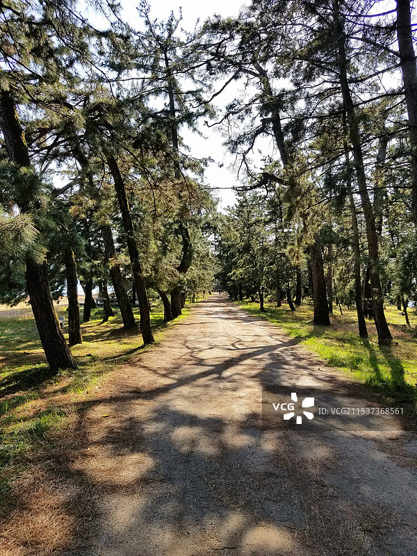 日本京都府宫津市，日本三景之一的天桥立的松原图片素材