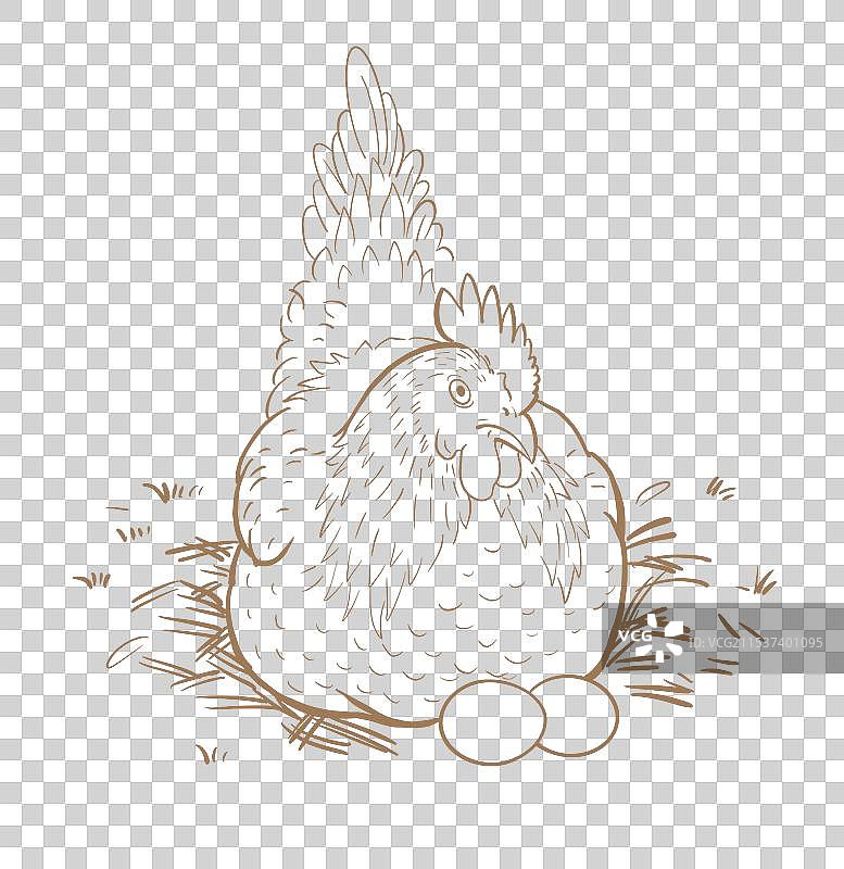 母鸡手绘线稿图片素材