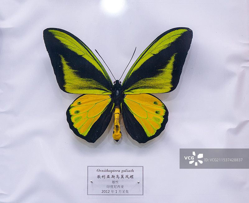 格利亚斯岛翼凤蝶  蝴蝶标本 黑龙江省博物馆图片素材