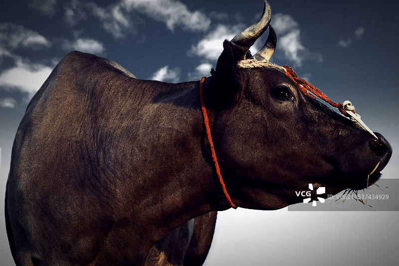 老黄牛图片素材