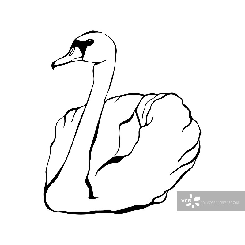 连续线条艺术中的天鹅在水面上图片素材