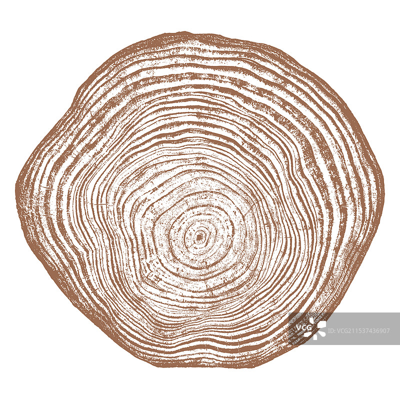 树木年轮的木纹横截面图片素材