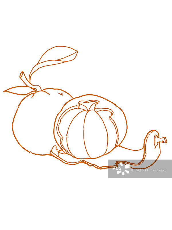 橘子线稿图片素材