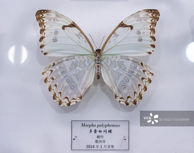 多音白闪蝶  蝴蝶标本  黑龙江省博物馆图片素材