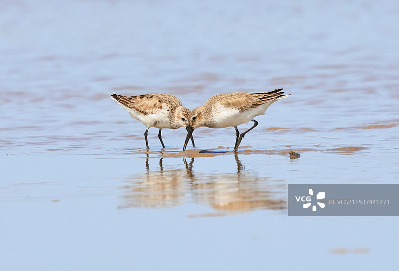 黑腹滨鹬图片素材