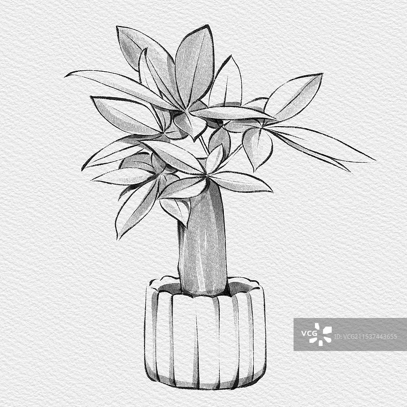 发财树室内小盆栽办公室桌面绿植花卉富贵竹植物摆件速写素描手绘黑白插画图片素材