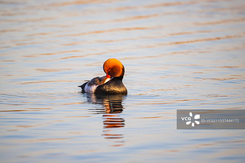 在湖中游泳的赤嘴潜鸭的特写镜头图片素材