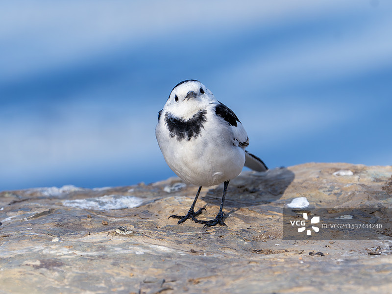 冬日白鹡鸰图片素材