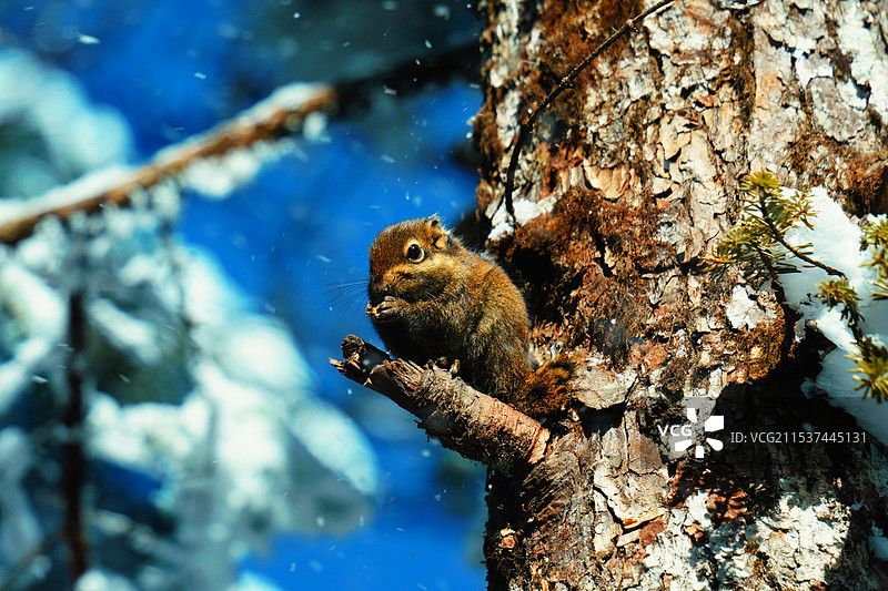西岭雪山图片素材
